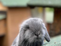 Hollanda lop tavşanı her ile gönderim var