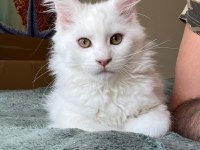 Safkan Maine Coon Yavrular **Uygun**