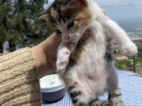 Tatlış bebek kedilere yuva arıyorum