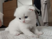 Böylesini Kediyi Zor Bulursun