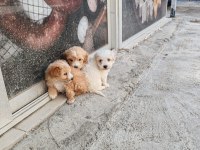 Kendi Köpeğimin Yavruları