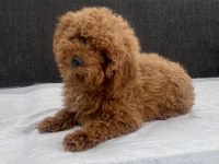 Mini Boy Toy Poodle Kızımız
