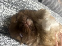 42 günlük pekinez yavrusu