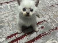 Sağlıklı Safkan Oyuncu British Shorthair Yavrular