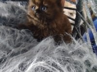 Chocolatte british longhair güzellik