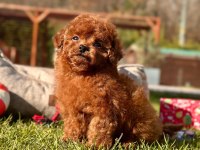 A kalite poodle bebeklerimiz
