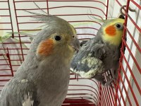 Yumurtalı çift sultan papağanı