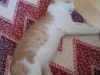 Sarı Ve Kardeşleri Kediler