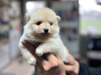 Satılık Spitz Yavrularımız Hazır