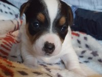 Irk garantili jack russell yavruları