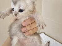 Scottish Fold Ve Straight Kediler