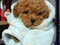 Poodle Kalitesinde Maltipoo Bebek