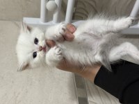 Sevimli Oyuncu Yavru Kediler