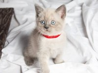British Shorthair Sevimli Yavrular