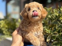 Orjinal Maltipoo Yavrular