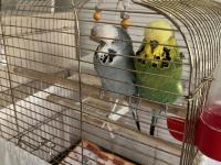 Çift jumbo muhabbet kuşu