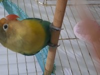 Aile Evinden Yavru Cennet Papağanı