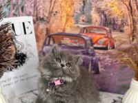 Show kalitede yavrular yuva arıyor