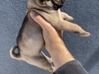 Pug Mops Yavrularımız Sıfır Burun Gül Kuyruk