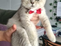 Silver british shorthair yavrumuz yeni yuvasını arıyor