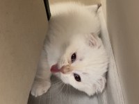 2.5 Aylık Scottish Erkek Acil Yuva