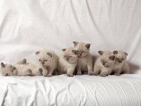 British Shorthair Sevimli Yavrular