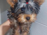 Saf kan orjinal yorkshire terrier yavrular