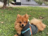 Tilki suratlı pomeranian