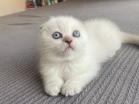 Güzeller Güzeli Scottish Fold Kedimiz Yeni Yuvasına Gitmeyi Bekliyor