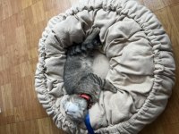 Ücretsiz British Shorthair Kırması Kedimiz