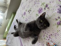 Ücretsiz Sahiplendirme Russian Blue