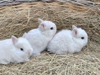 Netharlend Darbe (Cüce Tavşan)