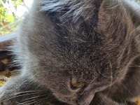 British Cins Kedimiz Ücretsiz Sahiplendirme