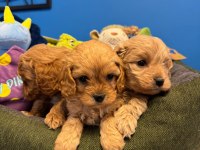 Irk Garantili Red Maltipoo Yavrularımız