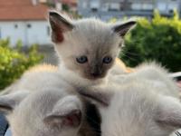 Uygun Fiyatlı Sevimli British Shorthair Yavrularım