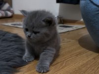 Orijinal Irk Safkan British Shorthair