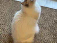 7 Aylık Ragdoll Yavrumuz Sahiplendirecektir