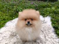 Pofuduk Teddy Bekar Mükemmel Yavru