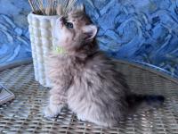 A Kalite British Longhair Golden Black Dişi Yavru