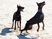 Eğitimli doberman yavruları çiftlikten