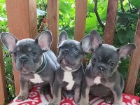 French Bulldog Köpekler