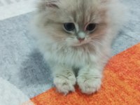 Saf Kan British Longhair Golden Yavrular