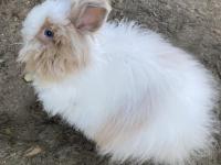 Aslanbaş Güzeli Dişi Tavşanımız