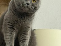 Güzel British Shorthair Kızlarımız