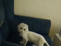 Silver Point Scottish Fold