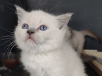 Safkan üretim british shorthair