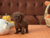 Tea Cup Poodle Dişi Yavrular