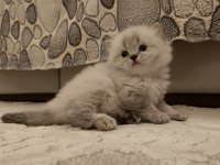 Böylesini Kedimiz Zor Bulursun