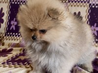 Teacup Pomeranian Boo Kızımız