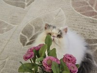 Pure Persian Bebeklerim Yuva Ariyor